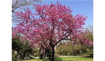 Judasbaum