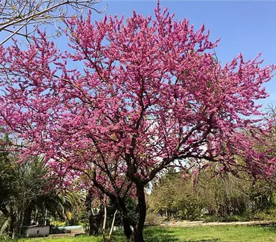 Cercis siliquastrum