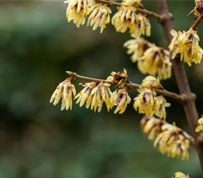 Chimonanthus praecox