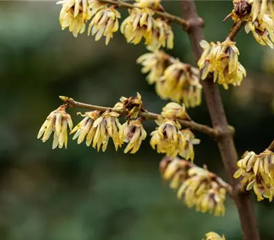 Chimonanthus praecox