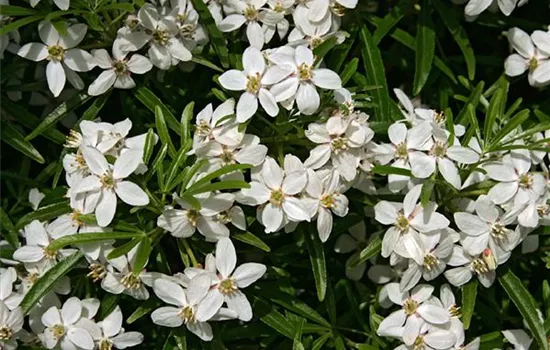 Choisya ternata
