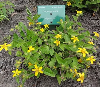 Chrysogonum virginianum