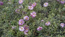 Zistrose