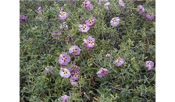 Zistrose