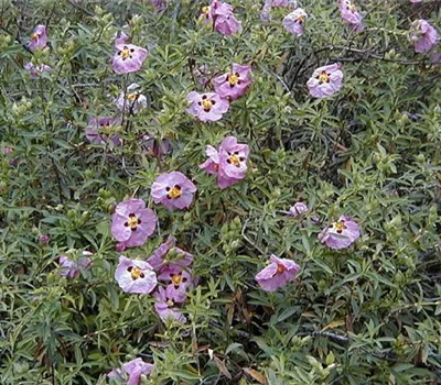 Cistus purpureus (x)
