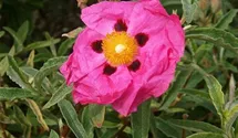 Zistrose