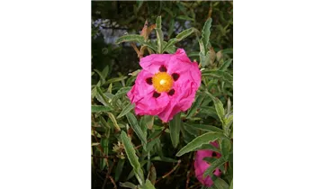 Zistrose