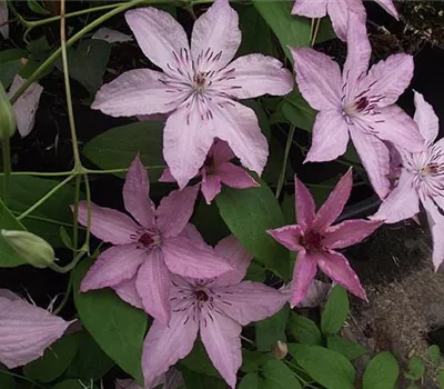 Clematis (Jackmanii) 'Hagley Hybrid'