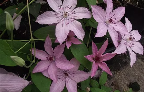 Clematis (Jackmanii) 'Hagley Hybrid'