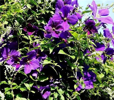 Clematis (Jackmanii) 'Jackmanii Superba'