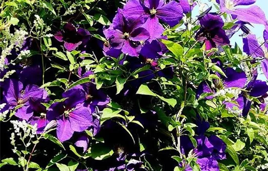 Clematis (Jackmanii) 'Jackmanii Superba'