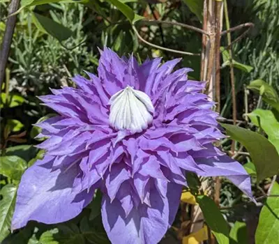 Clematis (Lanuginosa) 'Multi Blue'