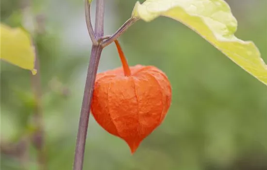 Die Lampionblume: alles andere als ein Nachtschattengewächs Die Lampionblume: alles andere als ein Nachtschattengewächs