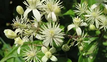 Waldrebe, Clematis