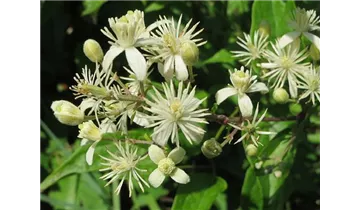 Waldrebe, Clematis