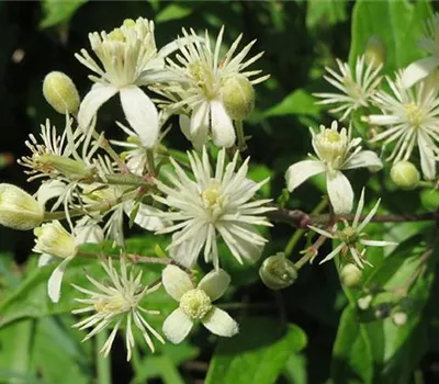 Clematis vitalba