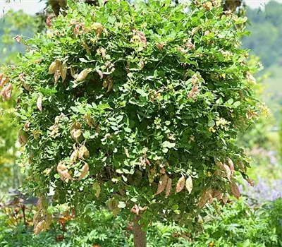 Colutea arborescens