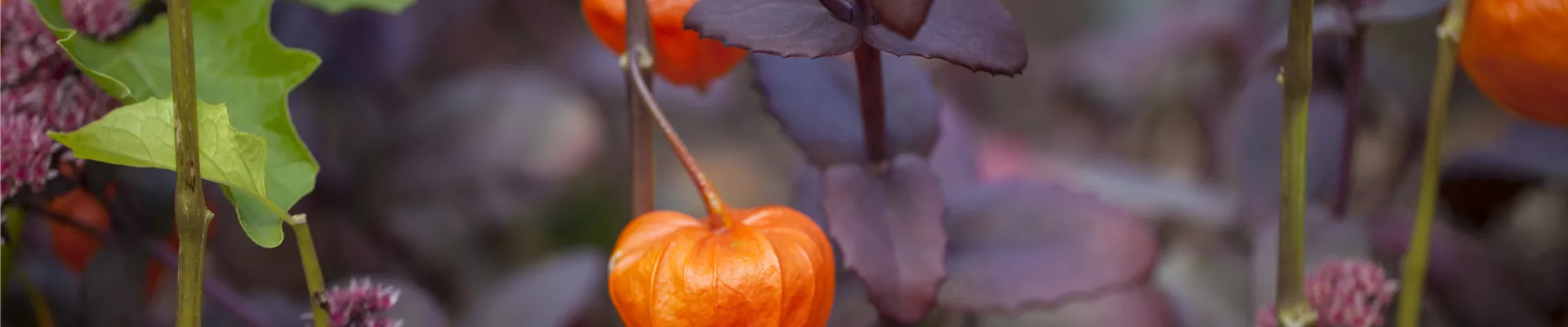 Physalis alkekengi var. franchetii Physalis alkekengi var. franchetii