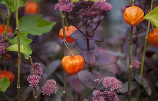 Schaurig schöne Tischgirlande aus Physalis Schaurig schöne Tischgirlande aus Physalis