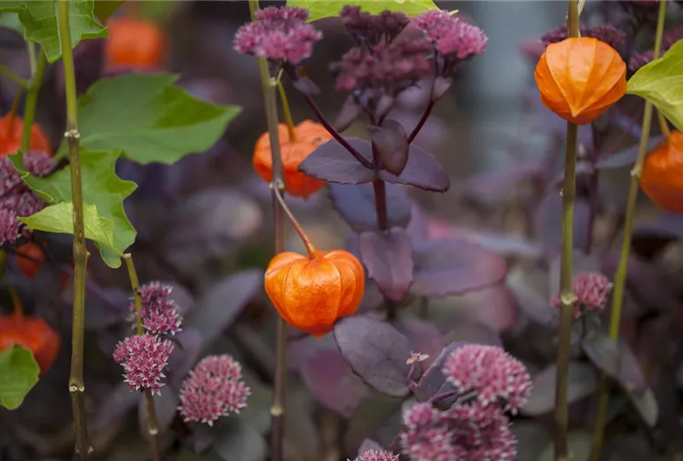Physalis alkekengi var. franchetii