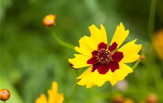 Coreopsis lanceolata 'Walter'