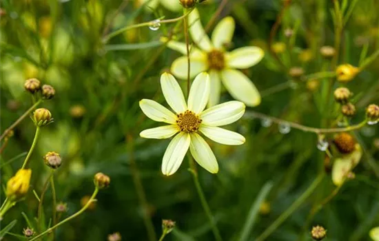Coreopsis verticillata 'Moonbeam'