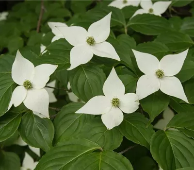Cornus 'Venus'