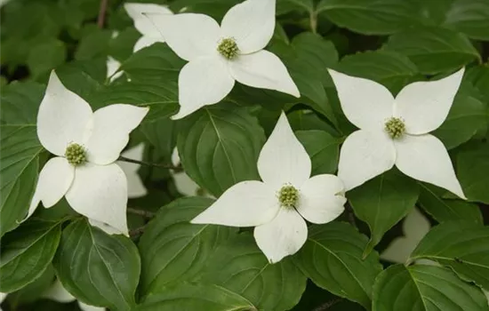 Cornus 'Venus'