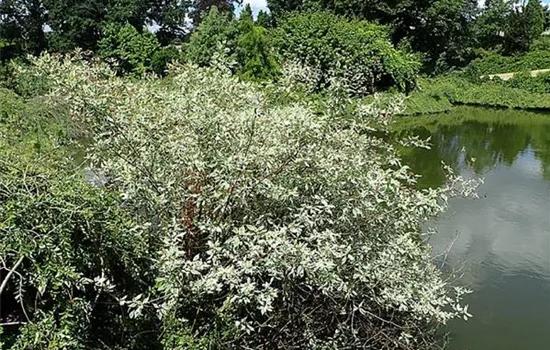 Cornus alba 'Elegantissima'
