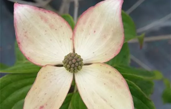 Cornus kousa 'Satomi'