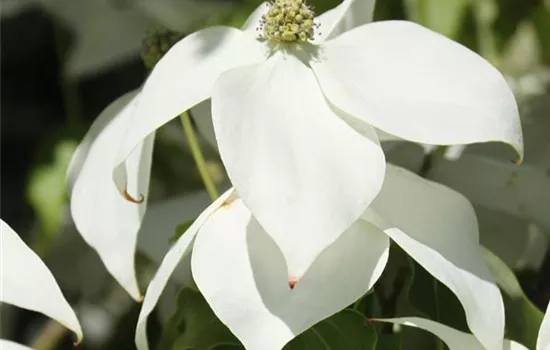 Cornus kousa var. chinensis