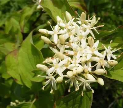 Cornus sanguinea
