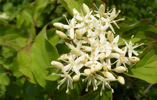 Cornus sanguinea