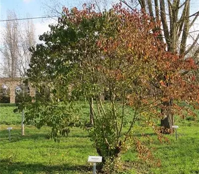 Cornus sanguinea