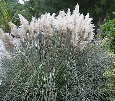 Cortaderia selloana