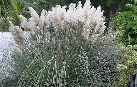 Cortaderia selloana