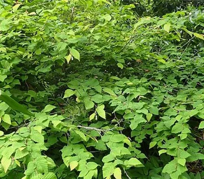 Corylopsis pauciflora