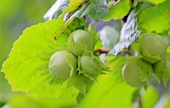 Corylus avellana