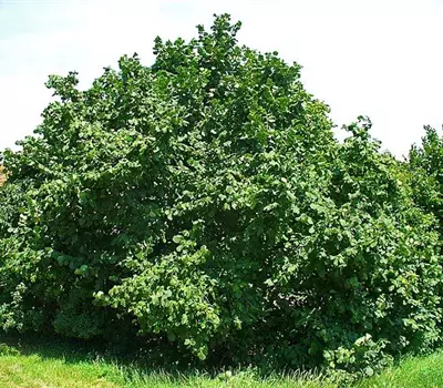 Corylus avellana