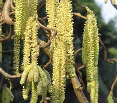 Corylus avellana 'Contorta'