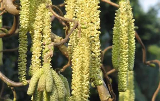 Corylus avellana 'Contorta'