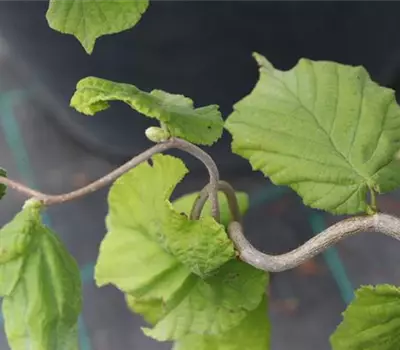 Corylus avellana 'Contorta'