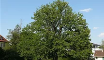 Baumhasel