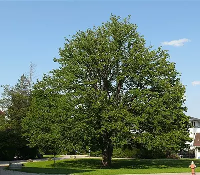 Corylus colurna