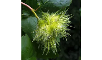 Baumhasel