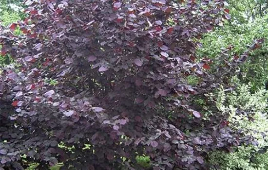 Corylus maxima 'Purpurea'