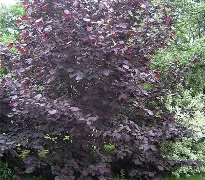 Corylus maxima 'Purpurea'
