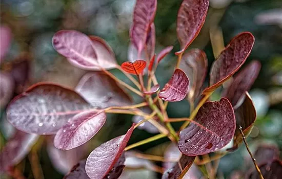 Cotinus coggygria 'Royal Purple'
