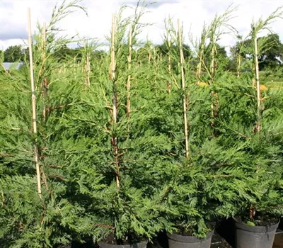 Cupressocyparis (x) leylandii