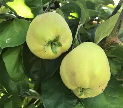 Cydonia (Quitte) 'Cydora Robusta'